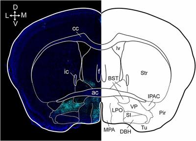 Frontiers | Ventral pallidal regulation of motivated behaviors and 